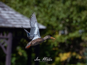 Northern Shoveler 