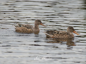 Northern Shoveler 