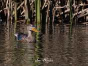 Northern Shoveler 