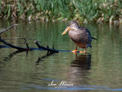 Northern Shoveler 