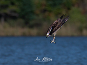Osprey Dive
