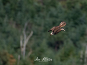 Osprey Dive