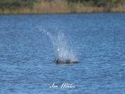 Osprey Dive