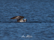 Osprey Dive
