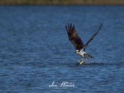 Osprey Dive
