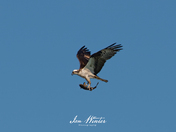 Osprey with Fish