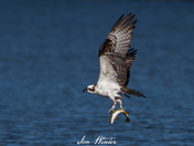 Osprey with Fish