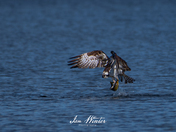 Osprey with Fish