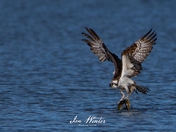 Osprey with Fish