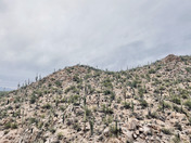 Saguaro National Park