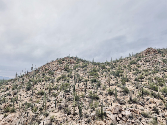 Saguaro National Park