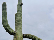 saguaro national park