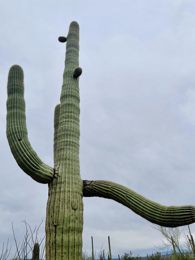 saguaro national park