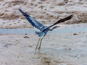 Blue heron