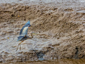Blue heron
