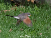 Yellow-billed Cuckoo - In Flight