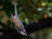 Yellow-billed Cuckoo - In Flight