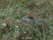 Yellow-billed Cuckoo - In Flight