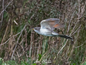 Yellow-billed Cuckoo - In Flight