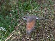 Yellow-billed Cuckoo - In Flight
