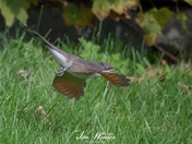 Yellow-billed Cuckoo - In Flight