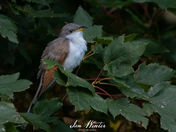 Yellow-billed Cuckoo