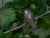 Yellow-billed Cuckoo