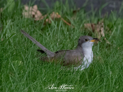 Yellow-billed Cuckoo