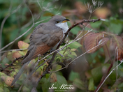 Yellow-billed Cuckoo