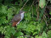 Yellow-billed Cuckoo