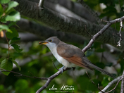 Yellow-billed Cuckoo