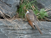 Yellow-billed Cuckoo