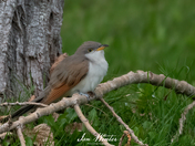 Yellow-billed Cuckoo