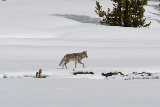Yellowstone National Park