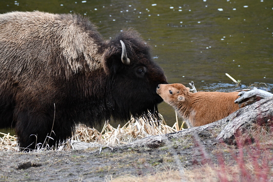 Yellowstone National Park