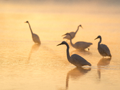 Migration Time for the Great Egrets