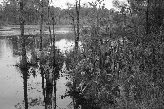 Lake Bee