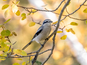 Northern Shrike