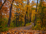 Leaf Covered Road Through Fall Trees
