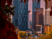 Fall Leaves Framing Downtown Calgary