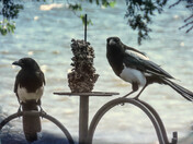Magpies
