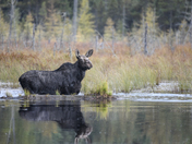 Female Eastern Moose