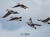 Wigeons in flight