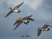 Wigeons in flight