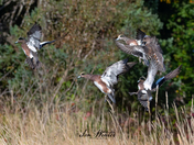 Wigeons in flight