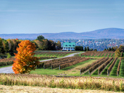 Le vignoble de Ste-Pétronille