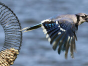 Time to Fly