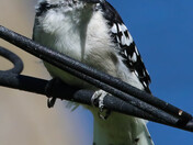 Backyard Birding