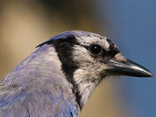 Blue Jay Profile