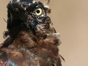 Leucistic Grackle